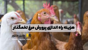 هزینه راه اندازی پرورش مرغ تخمگذار