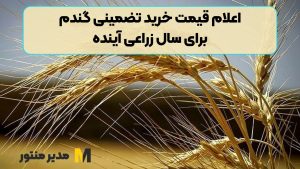 اعلام قیمت خرید تضمینی گندم برای سال زراعی آینده