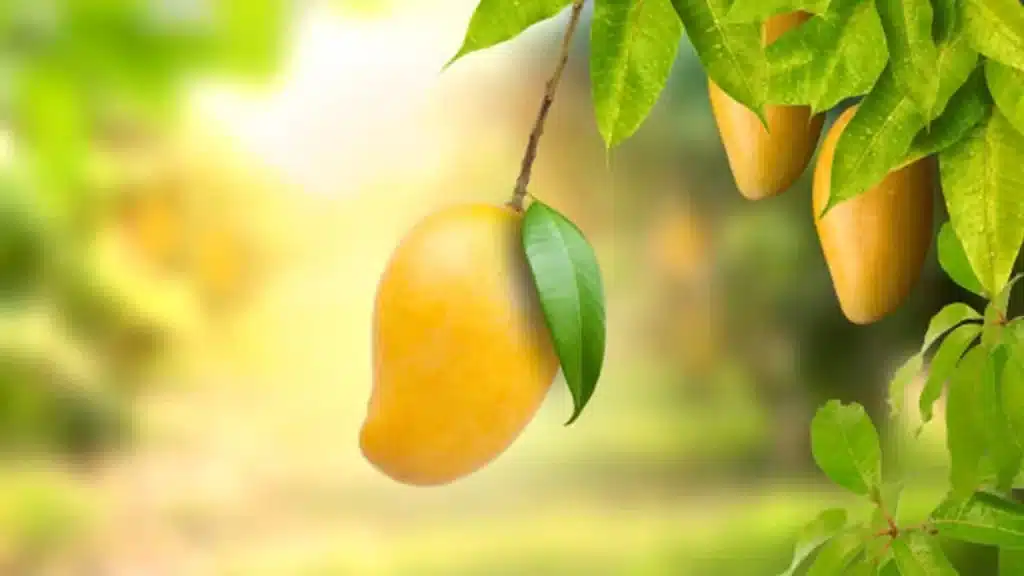کالری انبه فیلیپینی و تأثیر آن بر رژیم غذایی
