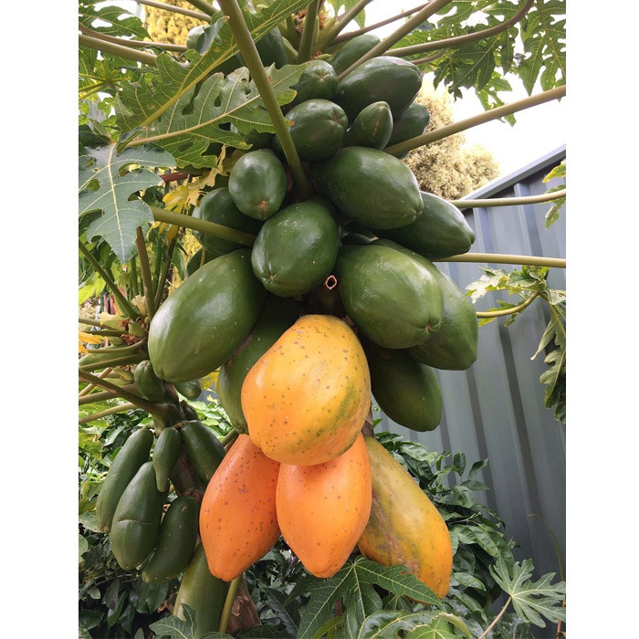 کالری خربزه درختی و ارزش غذایی آن