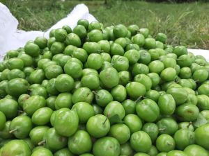 کالری گوجه سبز