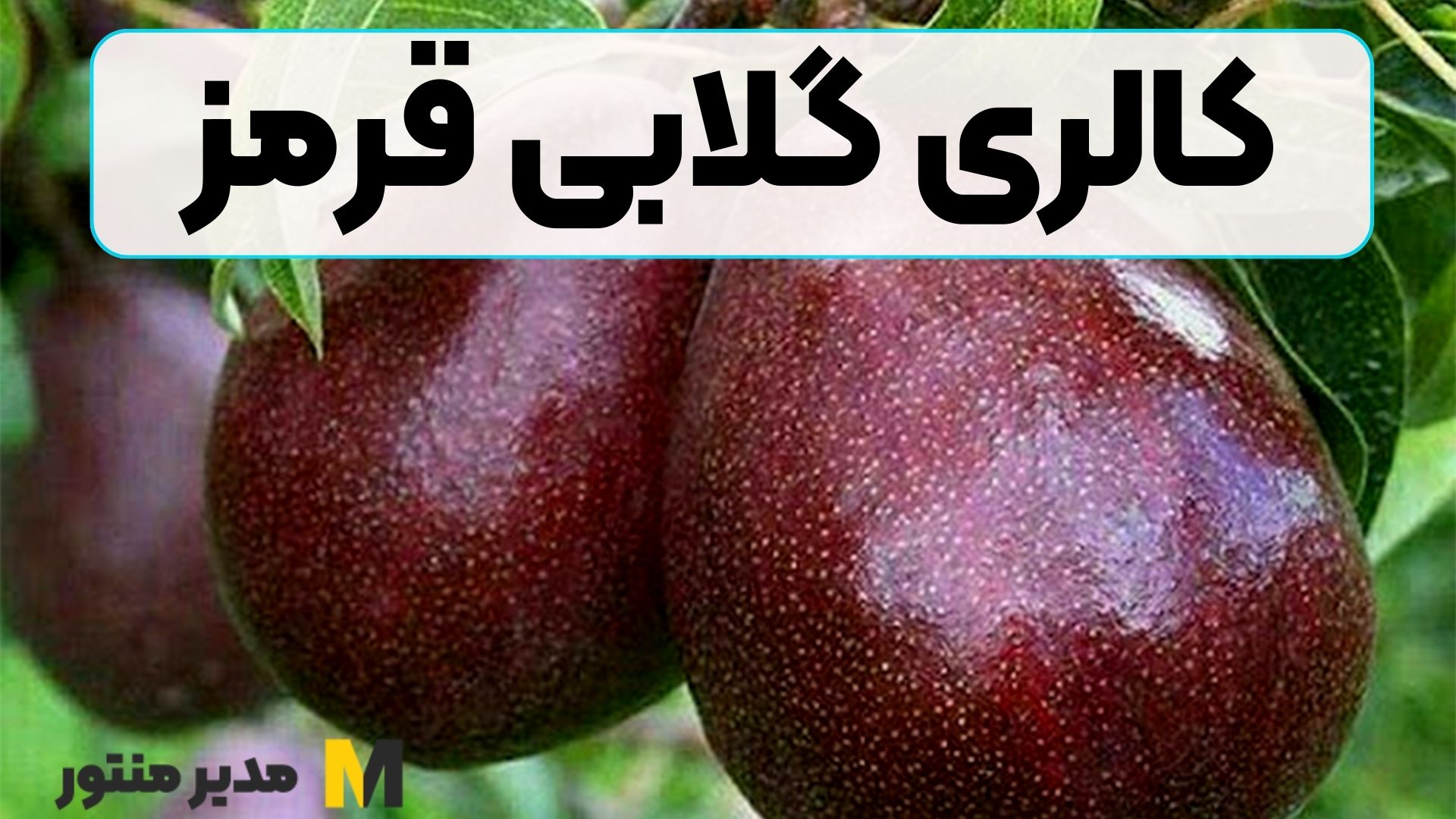 کالری گلابی قرمز