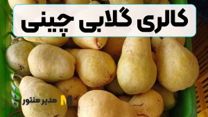 کالری گلابی چینی