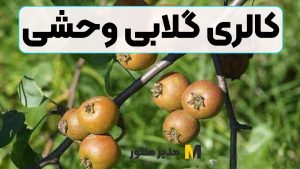 کالری گلابی وحشی