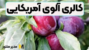 کالری آلوی آمریکایی