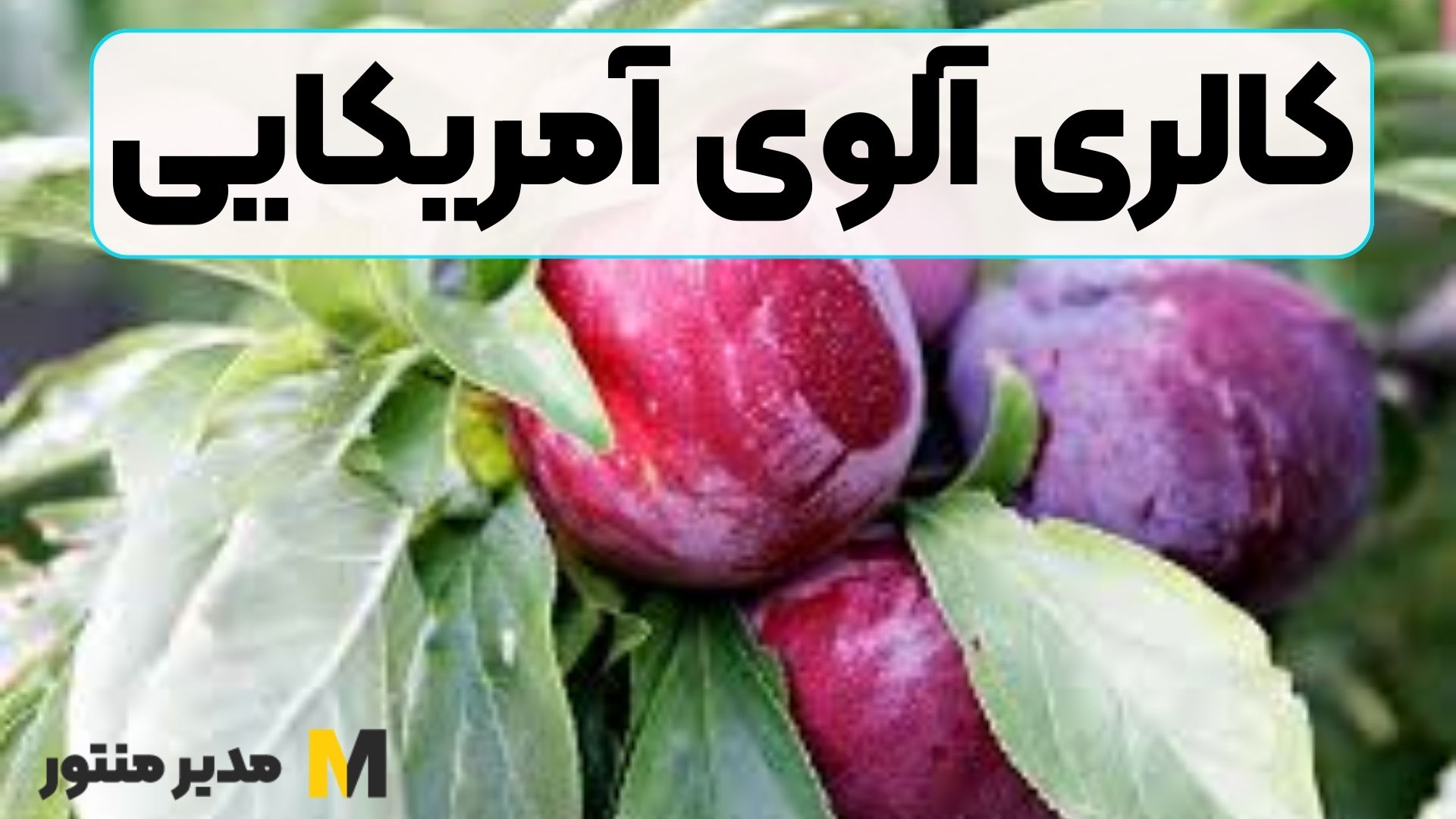 کالری آلوی آمریکایی
