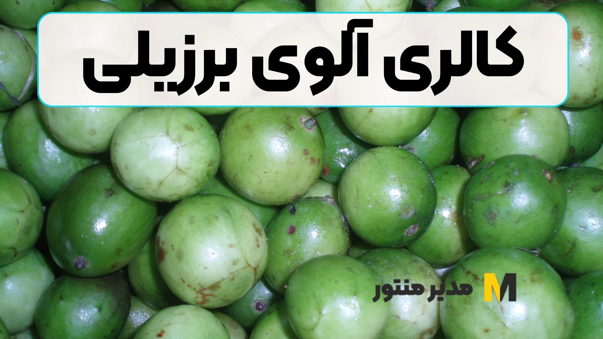 کالری آلوی برزیلی