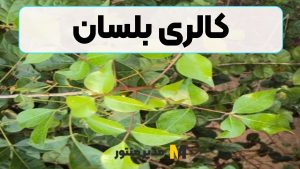 کالری بلسان