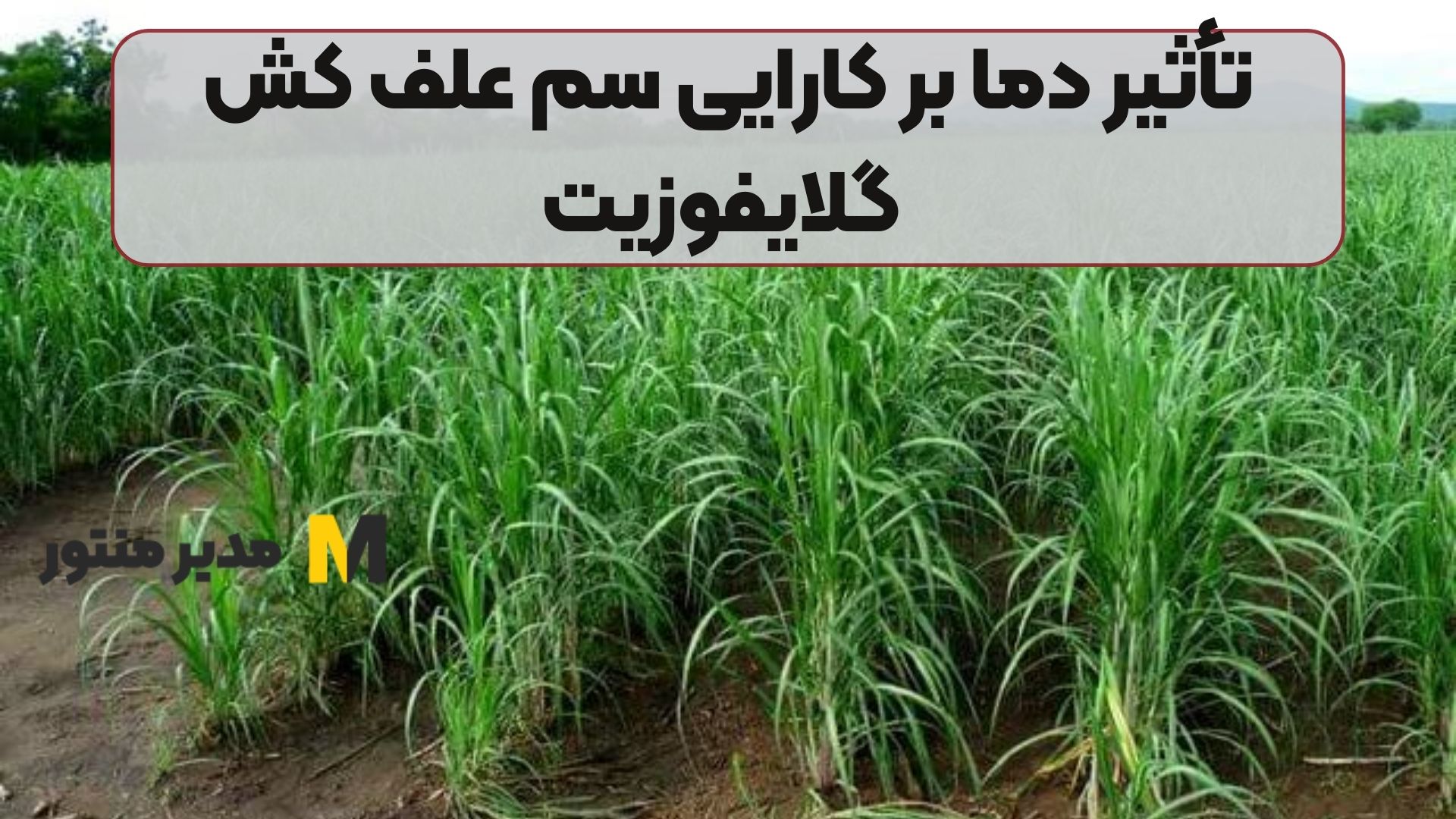 تأثیر دما بر کارایی سم علف کش گلایفوزیت