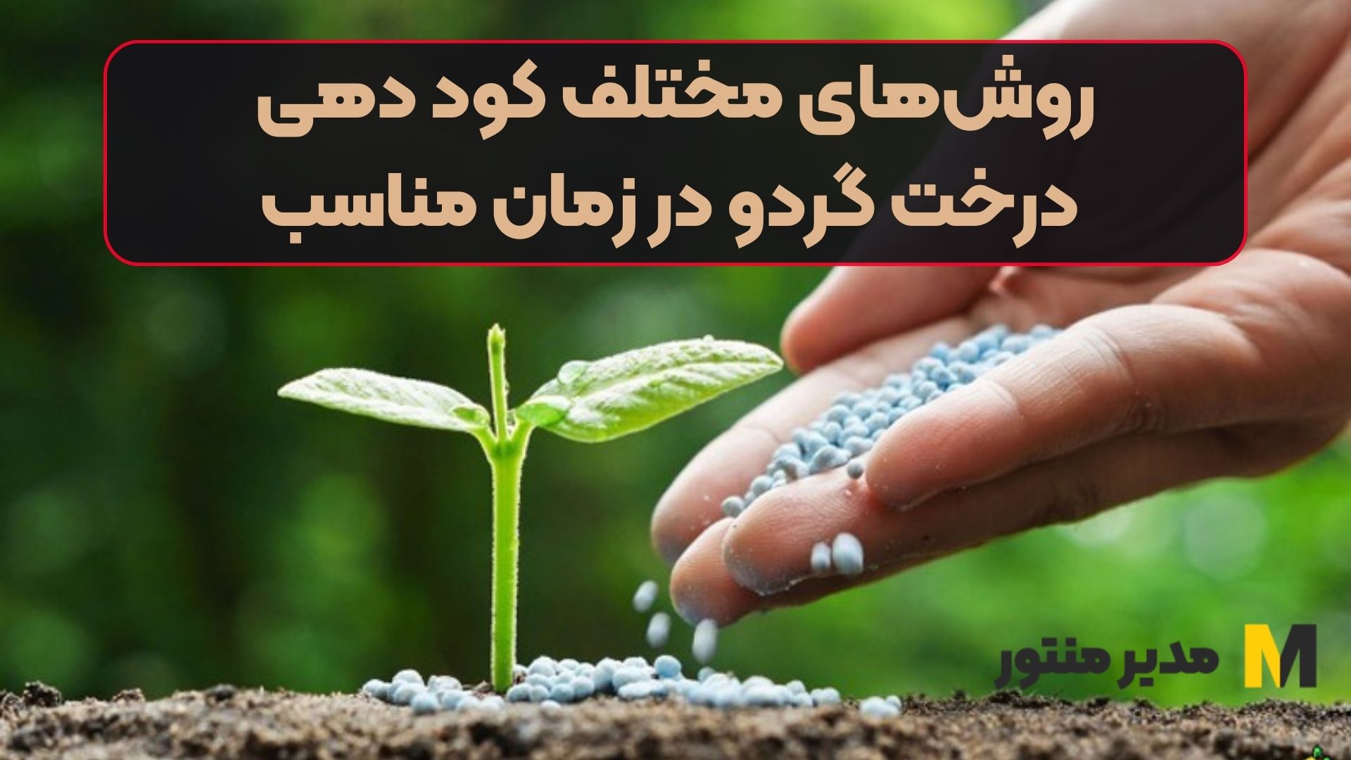 روش‌های مختلف کود دهی درخت گردو در زمان مناسب